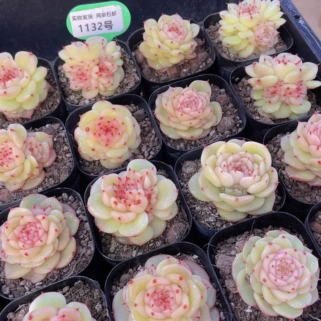 1132号 新品玉玲珑一个