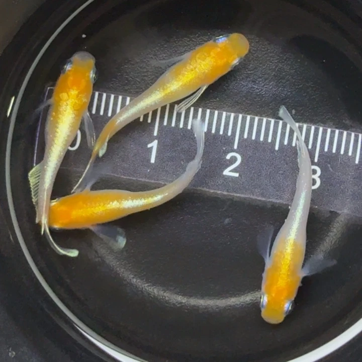 青鳉鱼红白赤壁18号