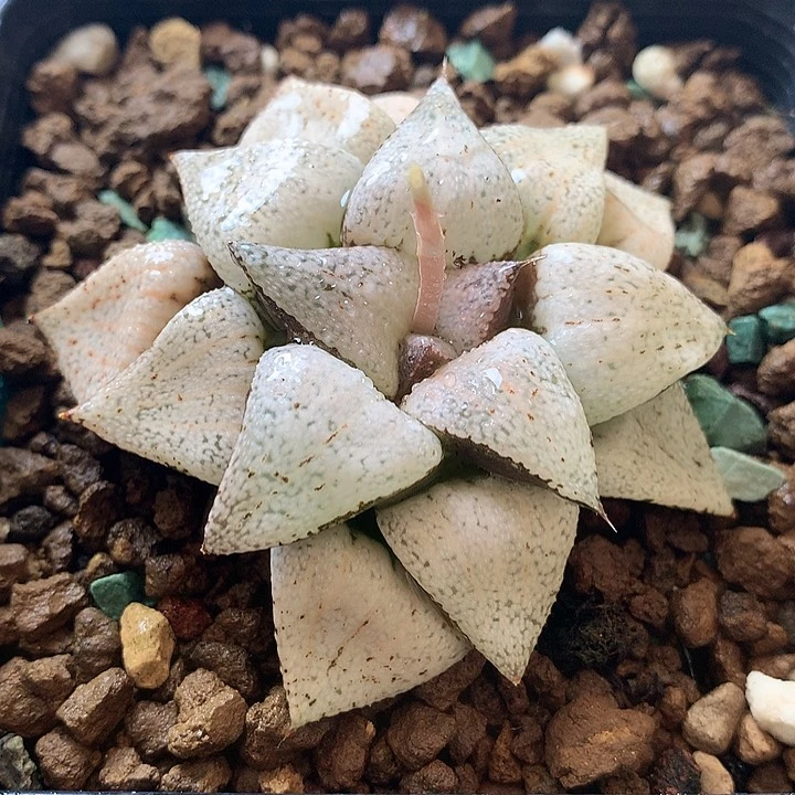 大久保婚纱一物一拍