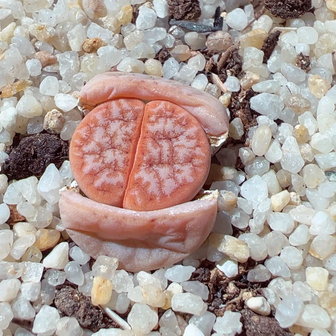 C***_119-138.我的小可爱