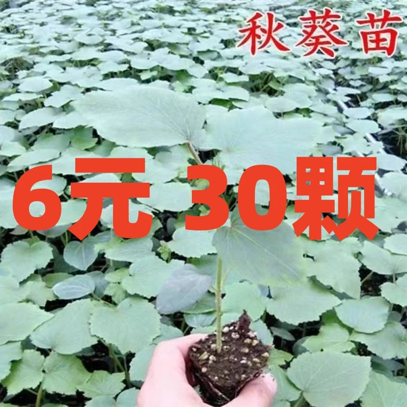 8号链接秋葵苗黄秋葵