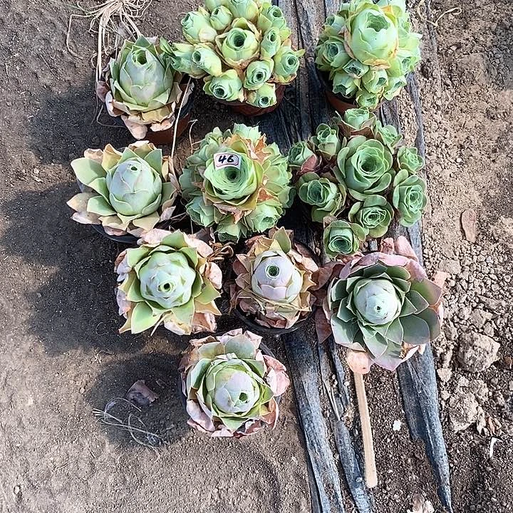 无花朵花**清10颗玫瑰46号