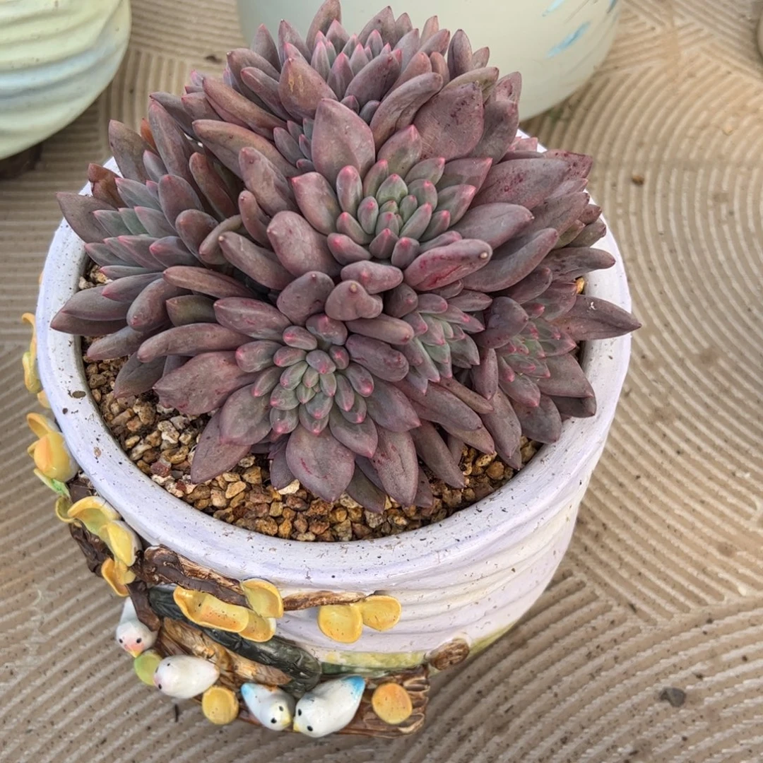 李老大多肉植物红蜻蜓个体