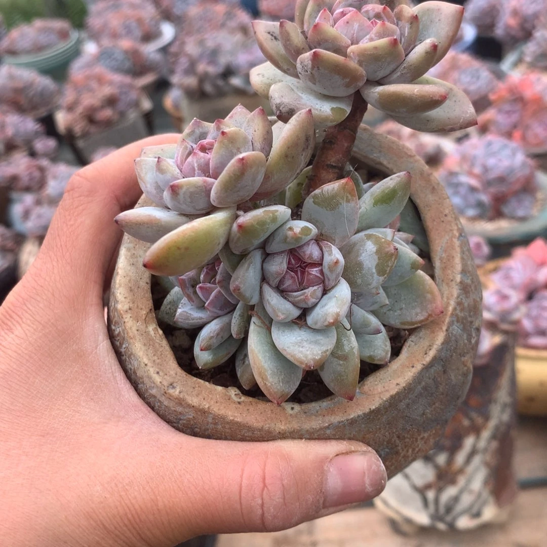 无花朵哈哈哈哈哈哈哈哈哈4