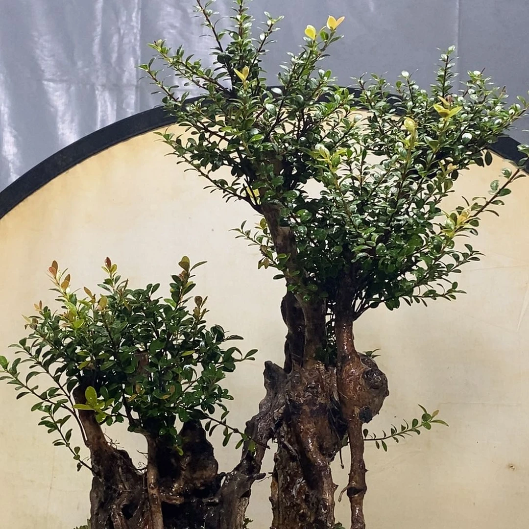 当前无花栽培后可以开花