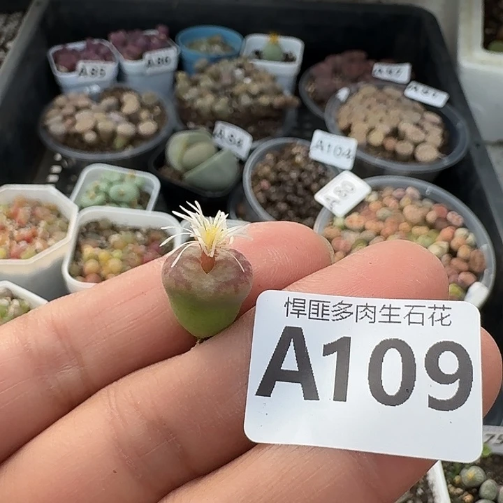 109多肉植物多肉植物