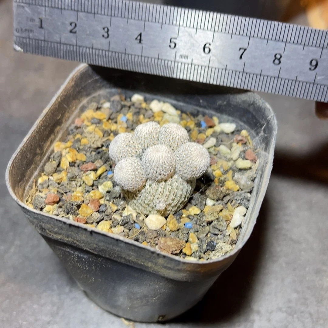 实生月世界仙人球一物一拍