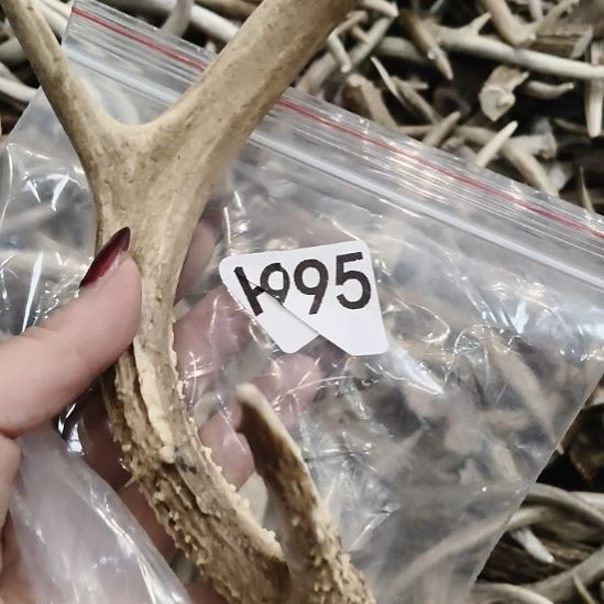 迪***巴鹿角鹿角鹿角鹿角鹿角