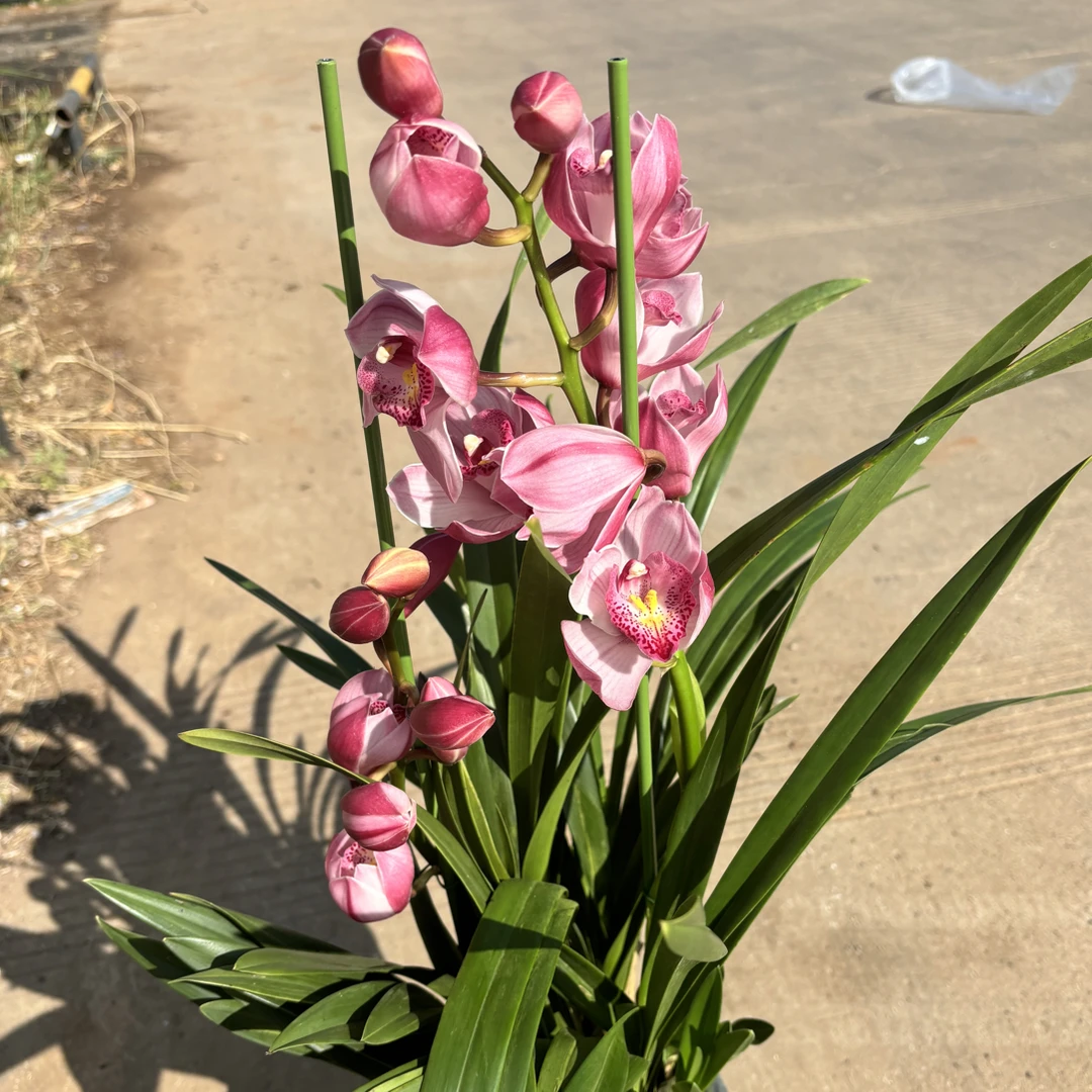 大花蕙兰——琳达（0度以下拍保温棉不拍不售后）