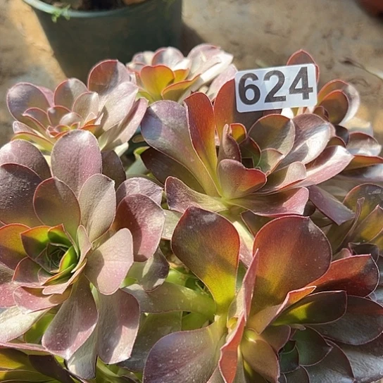 暧*多肉植物一个没主头