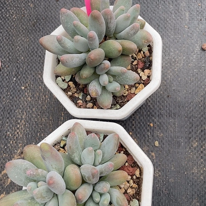 白兰地多肉植物群生102
