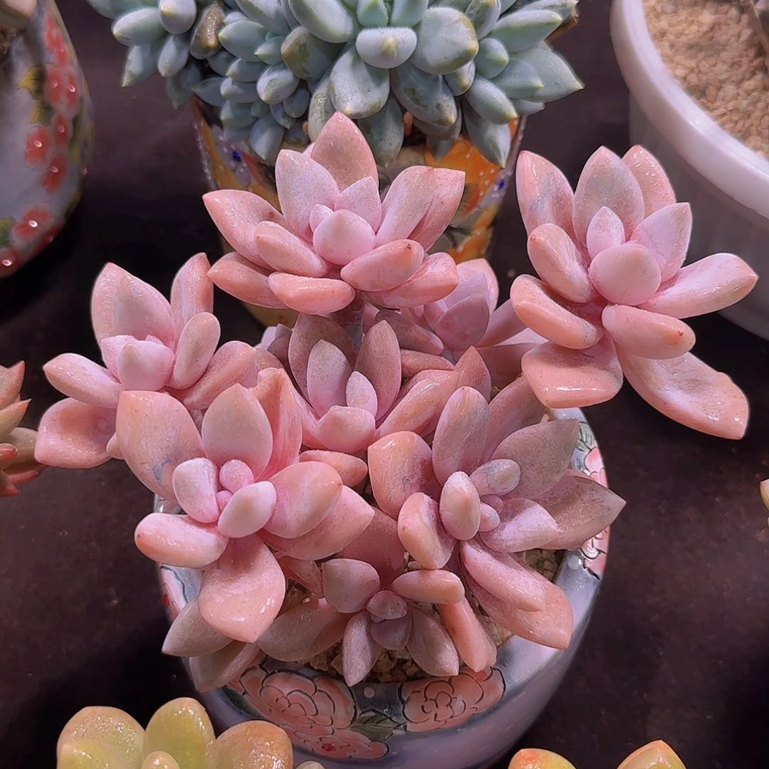 桃霜多肉一物一拍