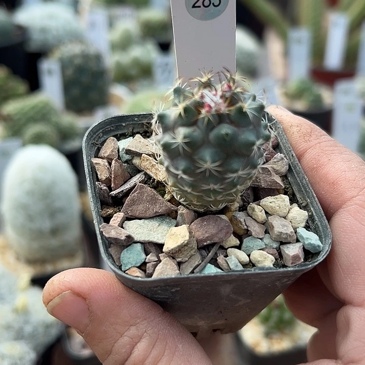 283号实生刘氏丸2.5厘米