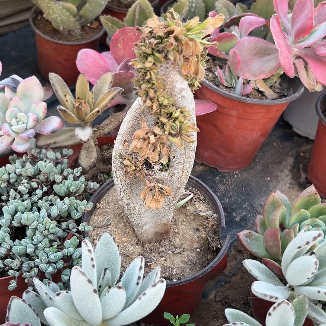 北***落多肉植物霓裳缀化