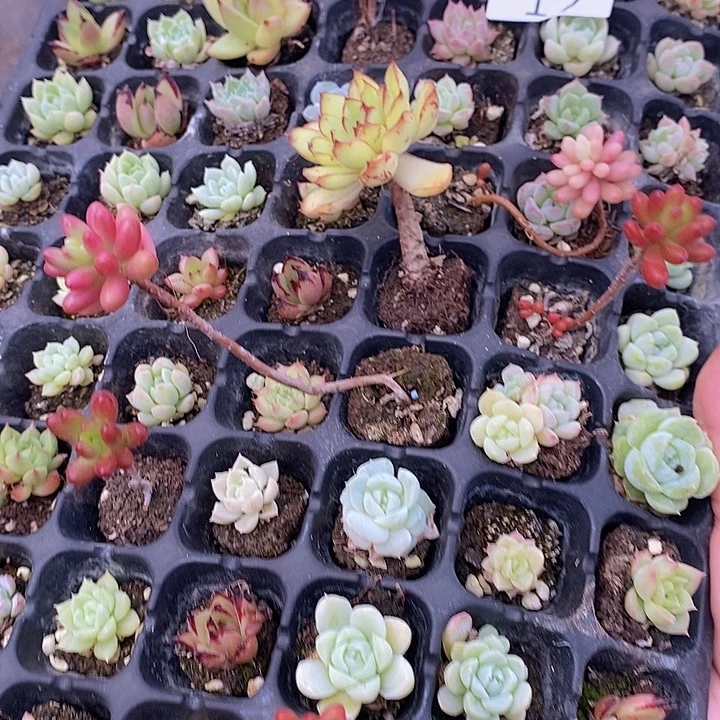 17 多肉植物盆栽花卉