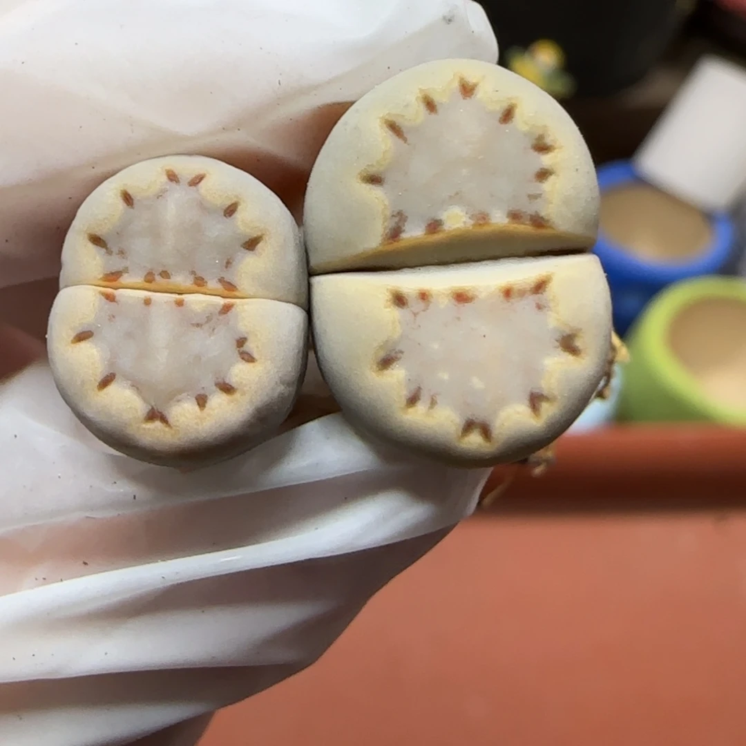 12.19.c24饼干.9022