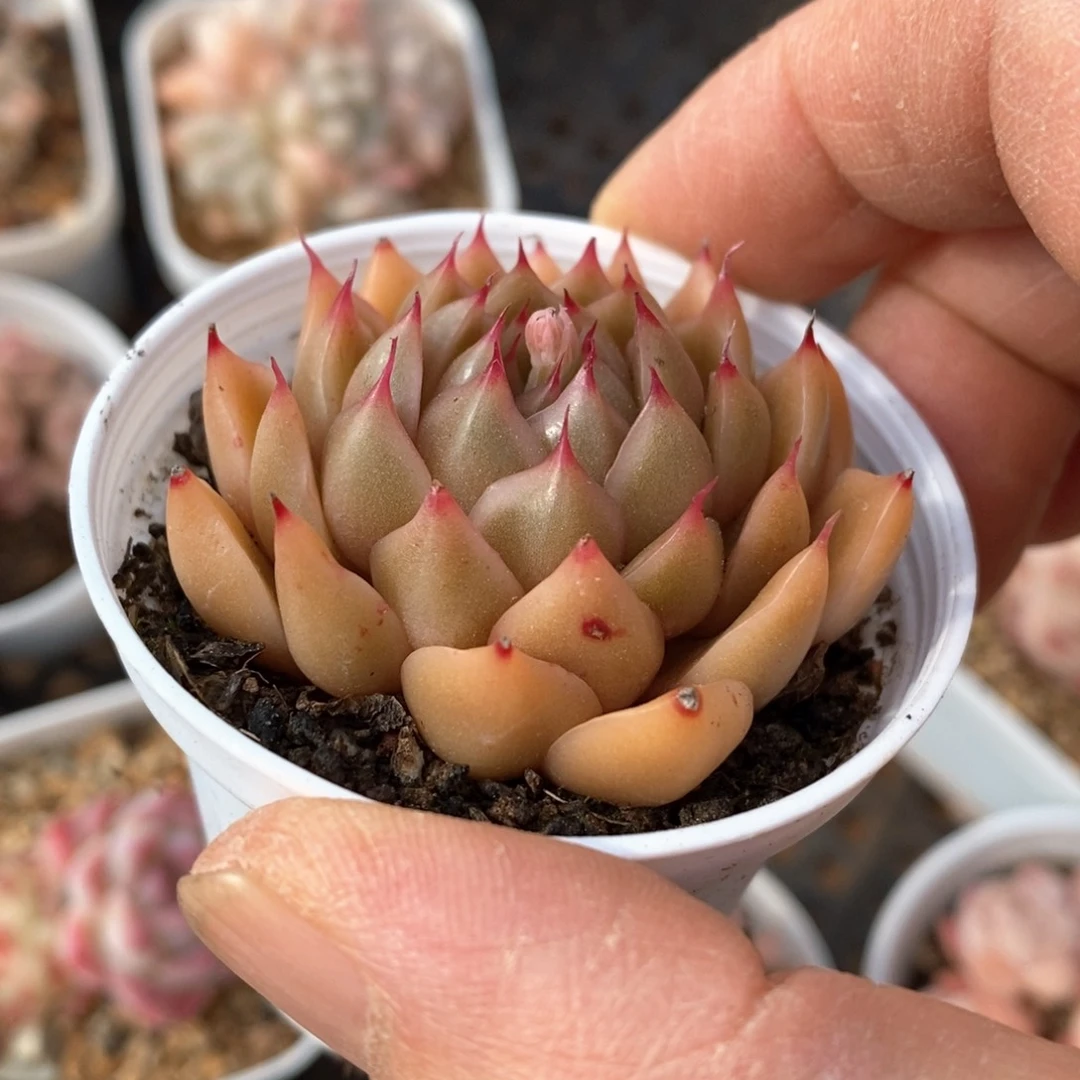 精品多肉一物一拍不包整75