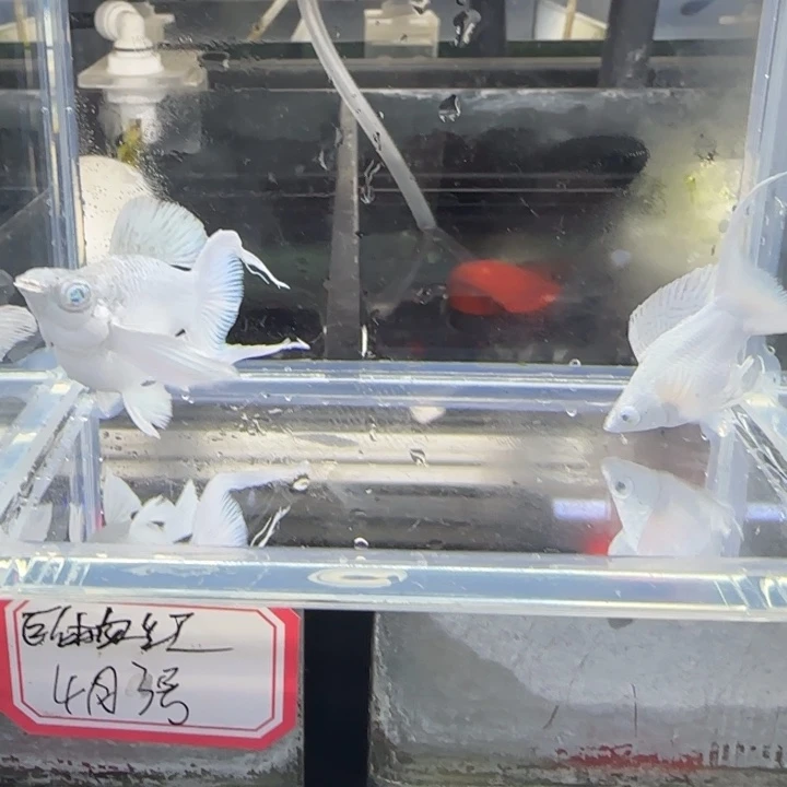 孔雀鱼8原线瓷白满钻一对
