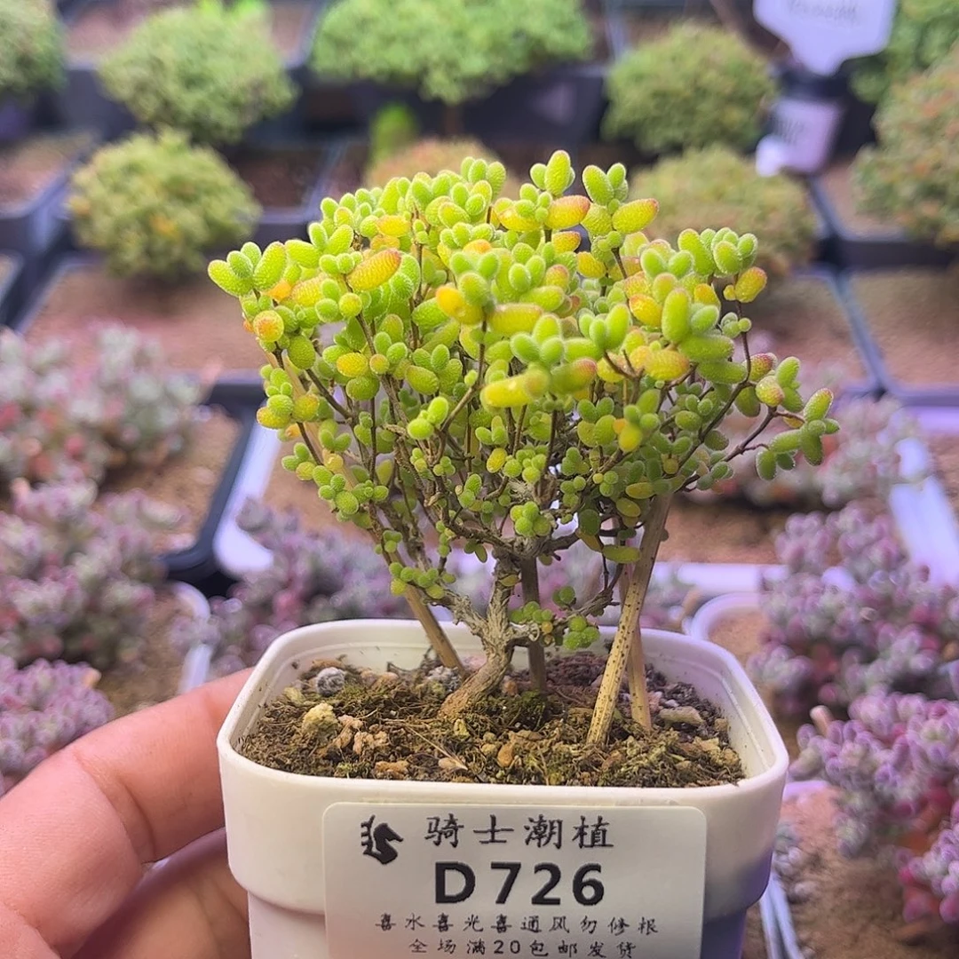 726蜜橘糖球造型桩