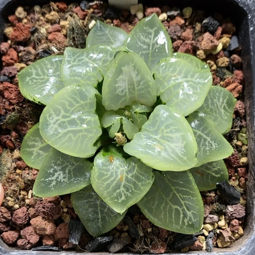 【闪购商品】100乱舞康平母本