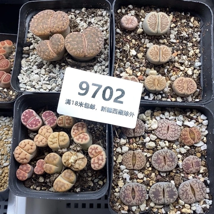 9702。