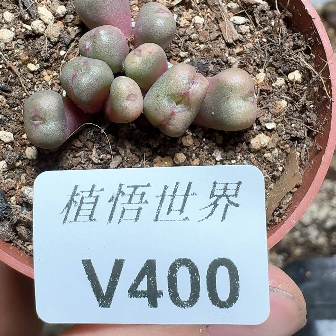 400号多肉植物哇哇风格