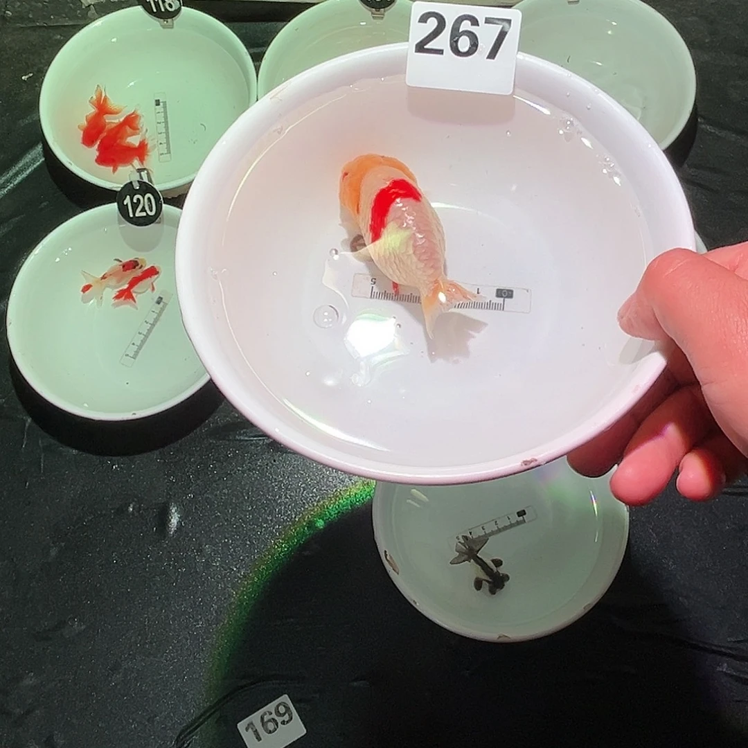 海水鱼退咯来咯OK了267