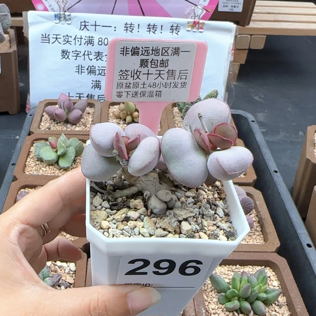296白肌红蛋多肉植物