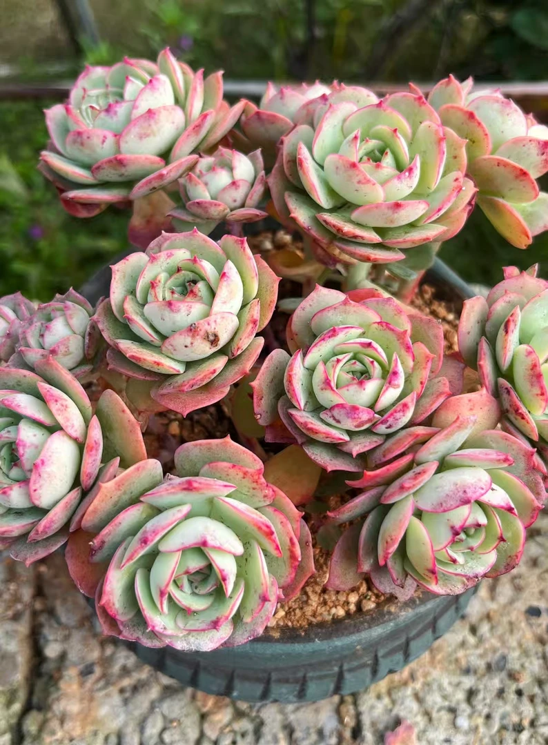 克罗地亚玫瑰 耐寒耐热多肉植物云南昆明发货 瑕疵不售后