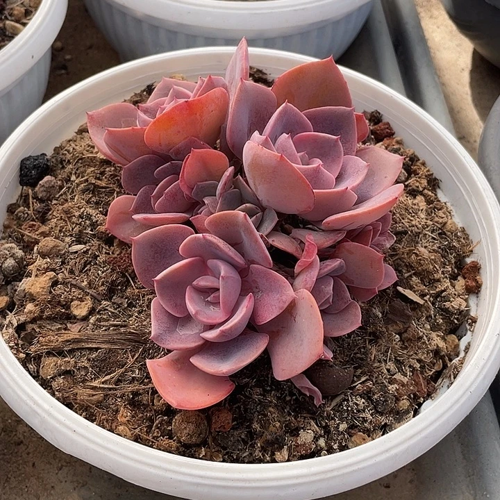 111 多肉不带盆土20包邮发货