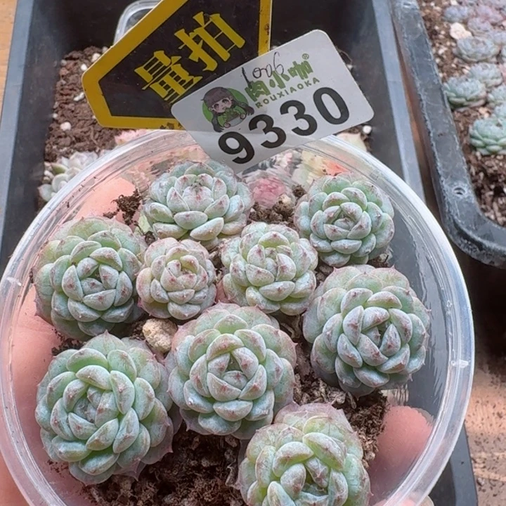 多肉植物多肉植物