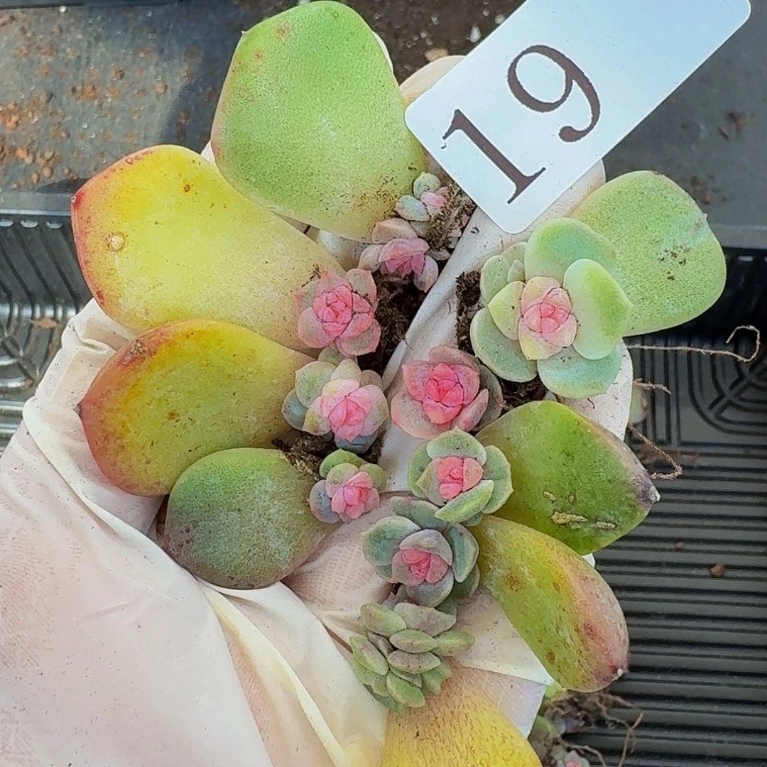 多肉植物多肉植物19