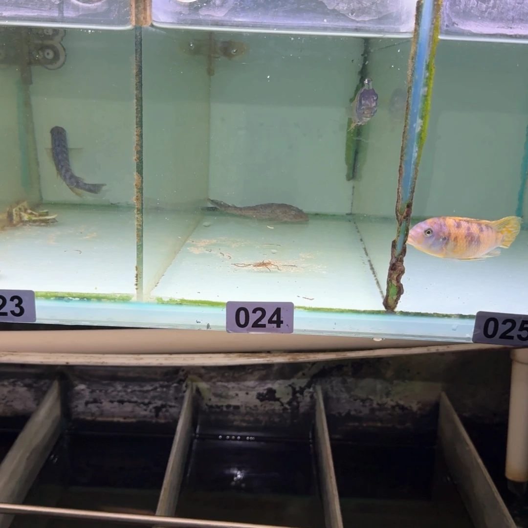 慈鲷鱼24号纳坎Mc