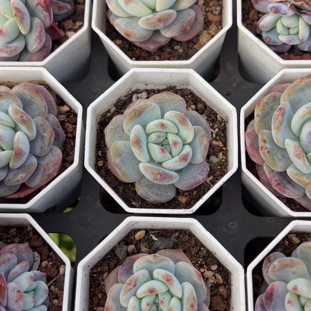 星影到手2颗满18元包邮下午发货