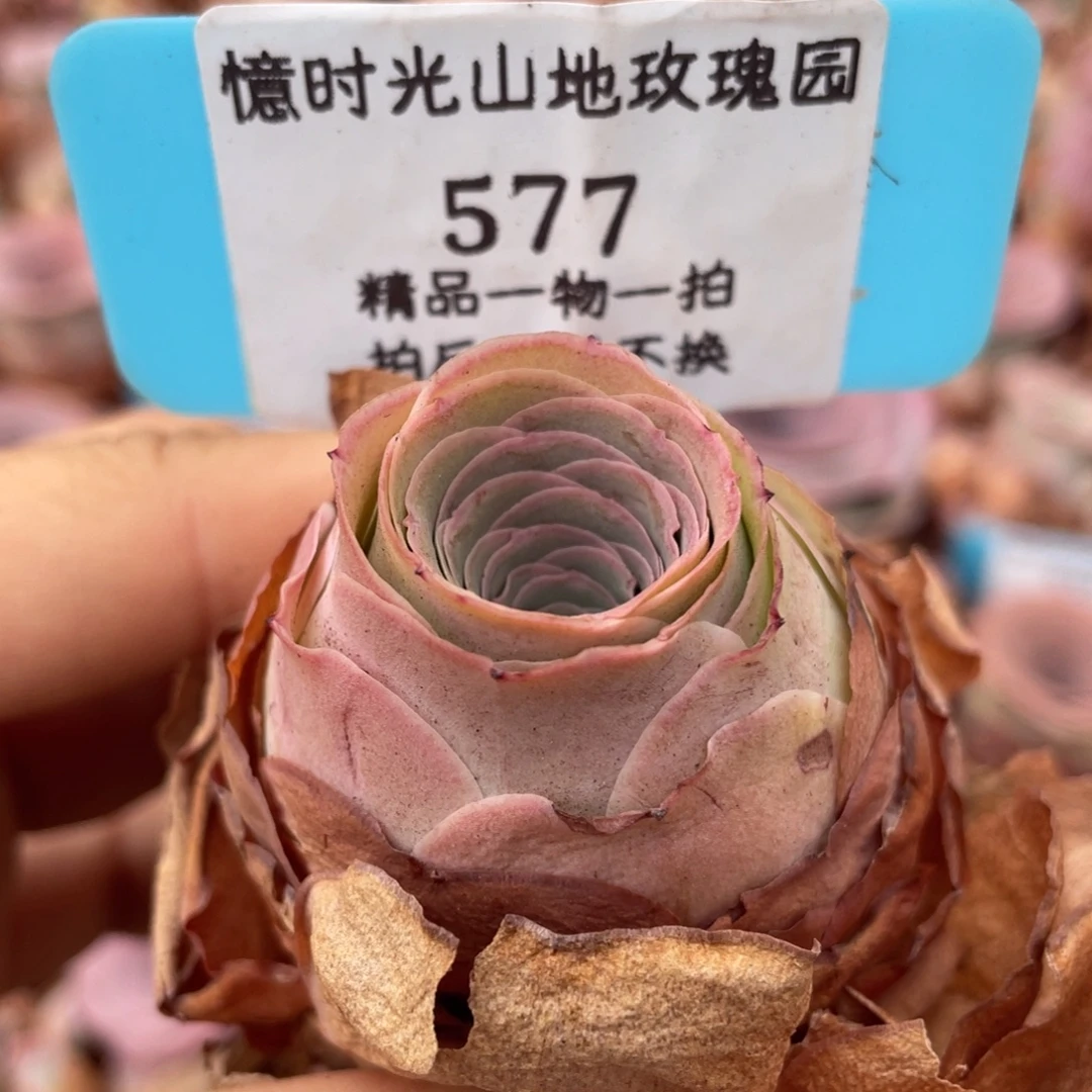 山地玫瑰577裸根发货不售后