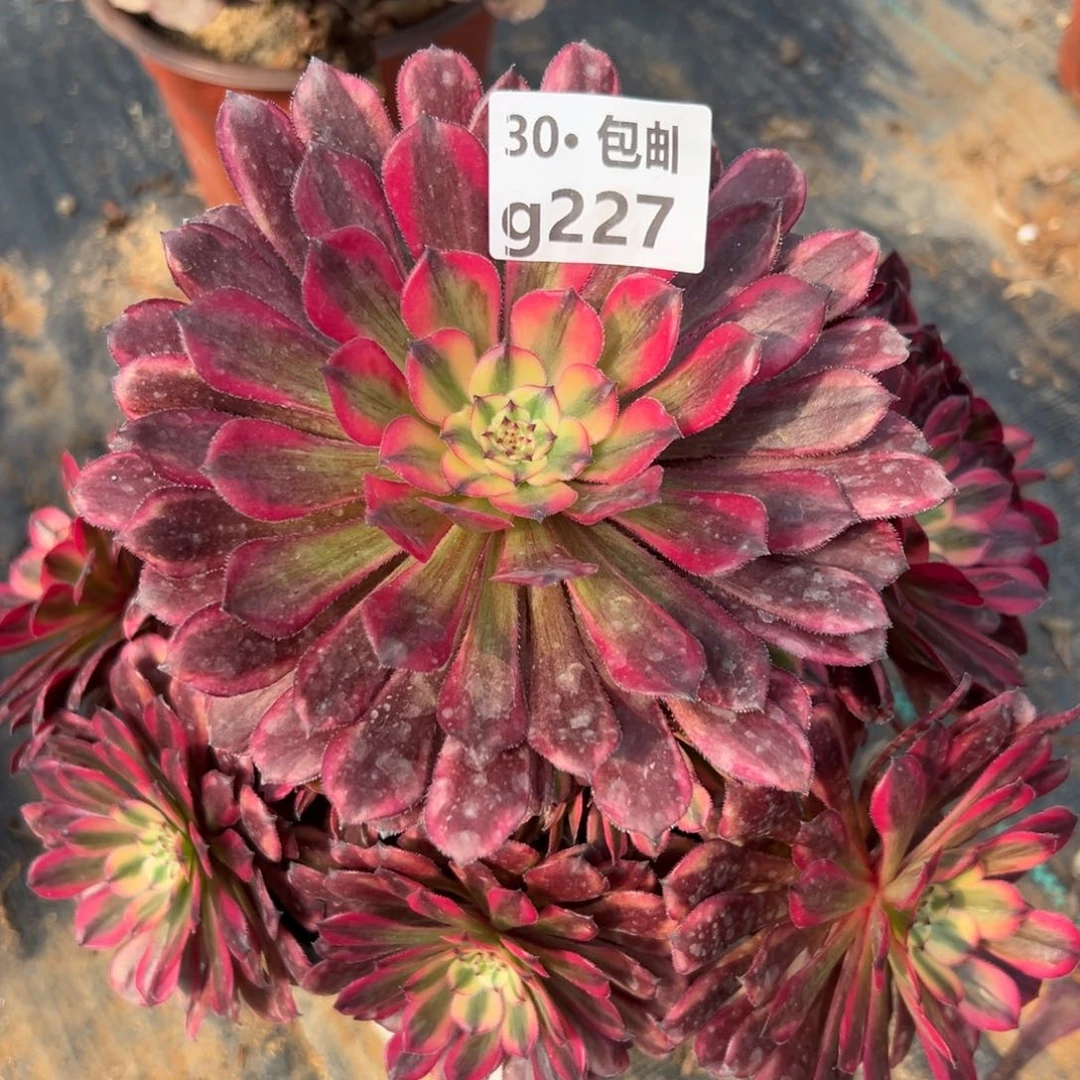 菲*227新品多肉法师