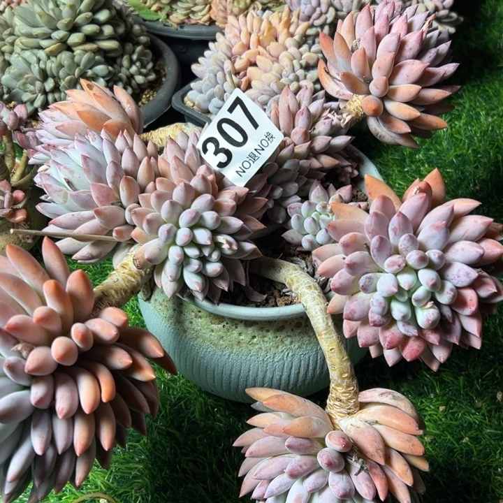 渝***.307超大老桩所罗门大群168