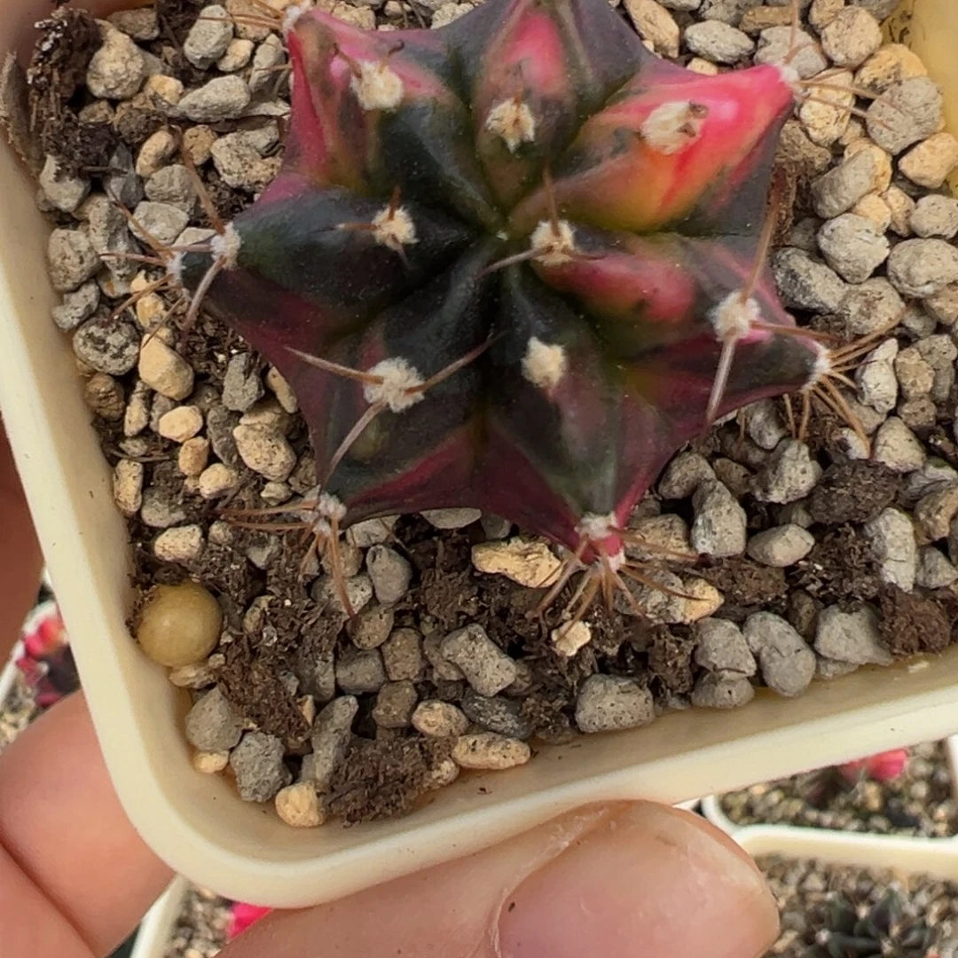 14 好看的米哈冲冲冲