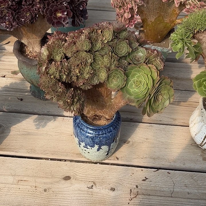 万圣节缀化冠幅26厘米左右脱土裸根发货