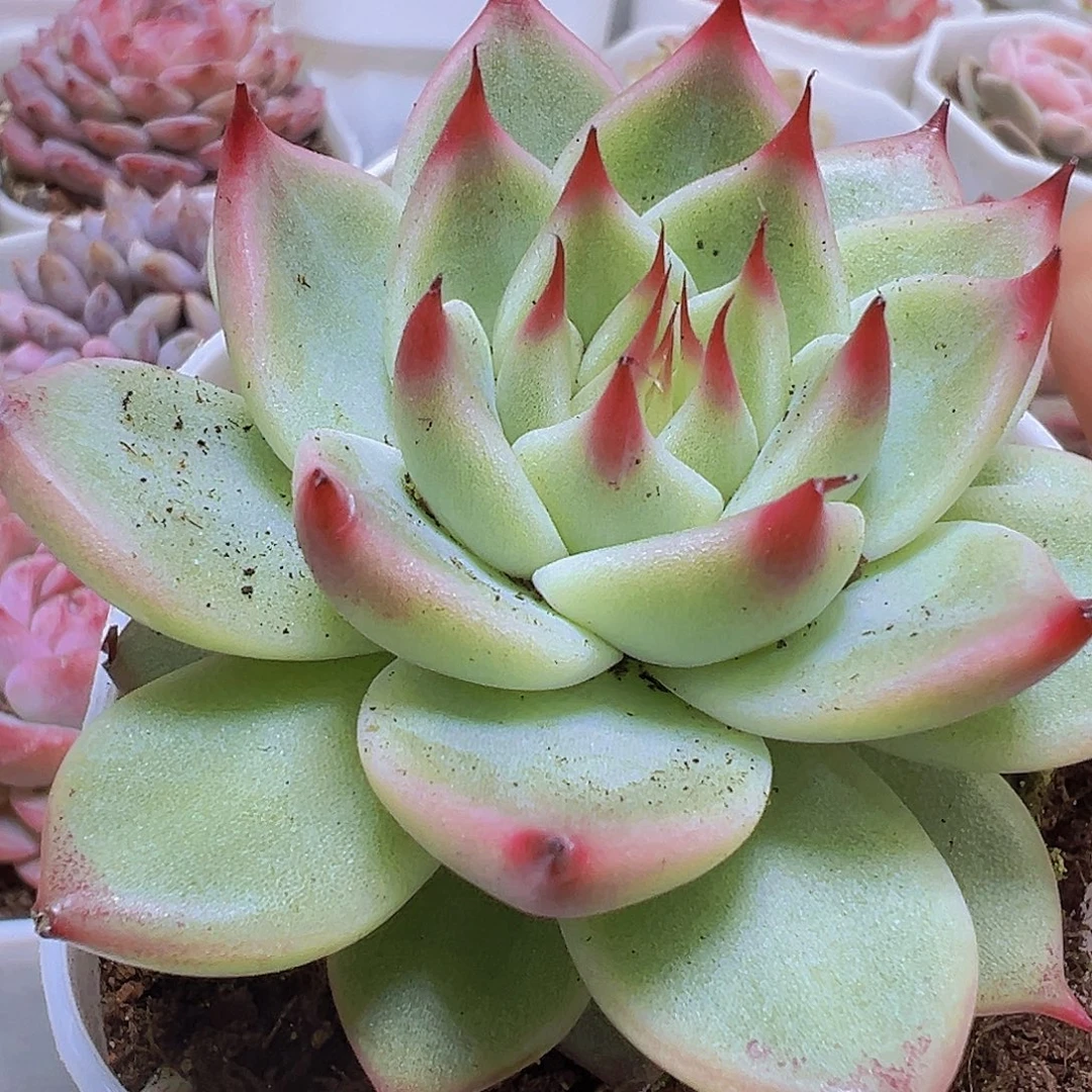 托斯卡19包邮多肉植物