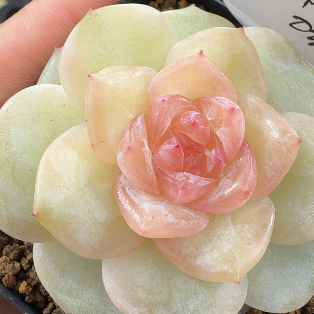 0103-2-花影单头一颗多肉