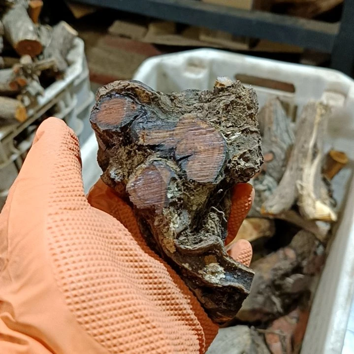 毛***）香榧木火琉璃疙瘩毛料毛料毛料