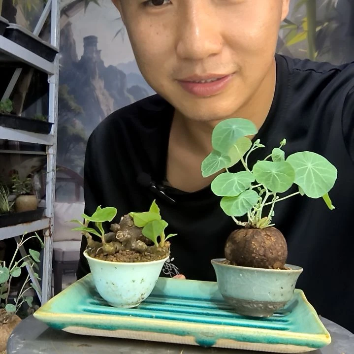 花****?中青园艺一物一拍112