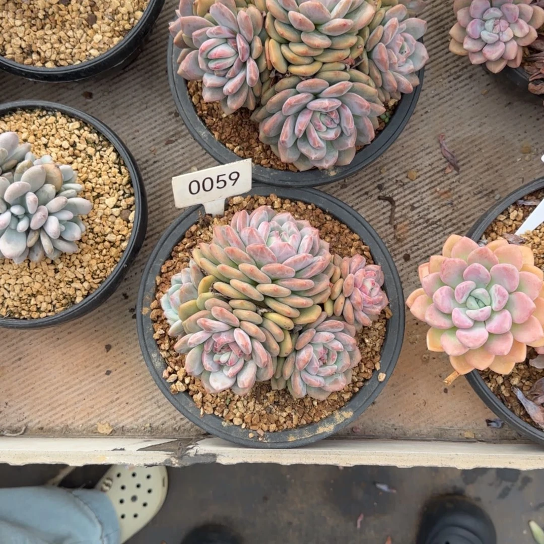 *****爱丽儿两颗    003 号  0059号