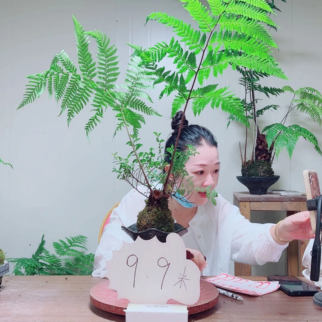 无花朵金丝虹鳞蕨