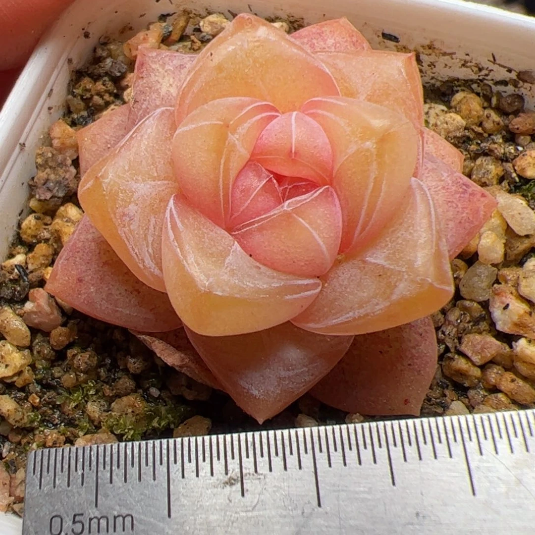 621 多肉植物组合盆栽