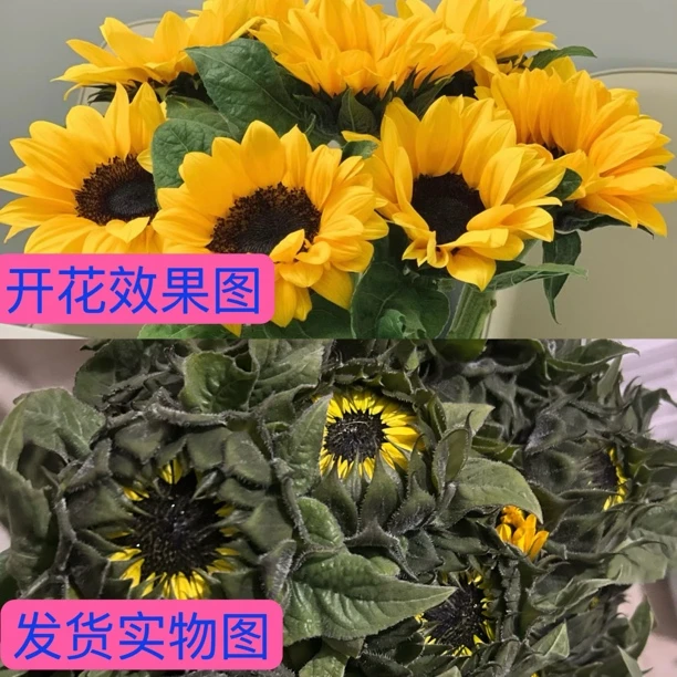 次日达 向日葵5支鲜花水养 同城配送家居鲜花