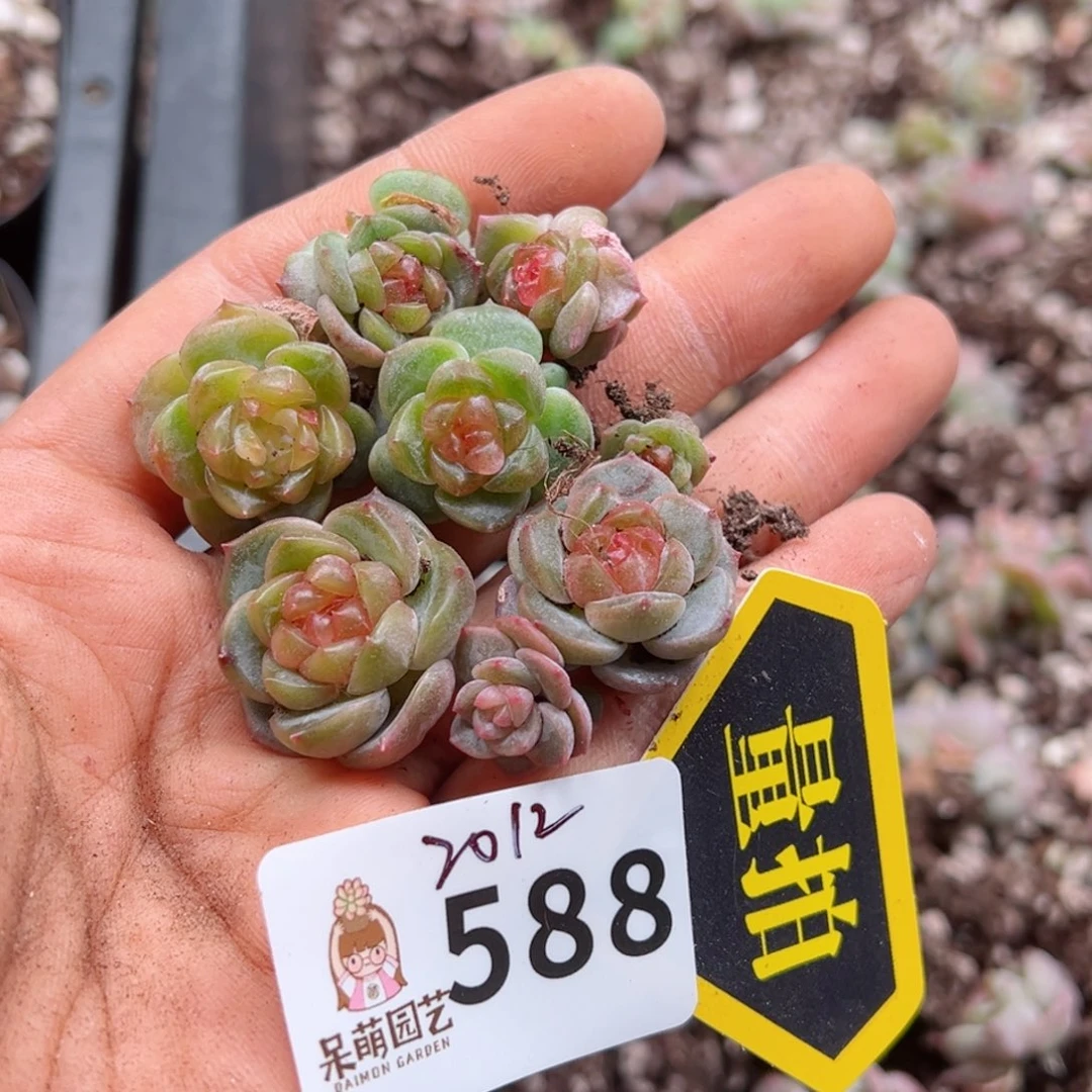多肉植物多肉植物