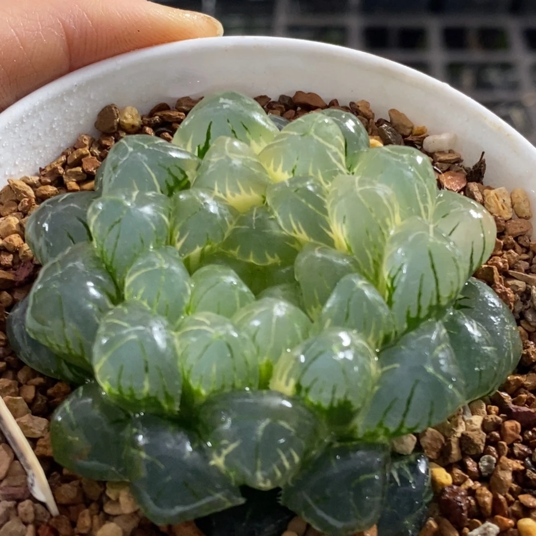 178号湖水玉露锦锦