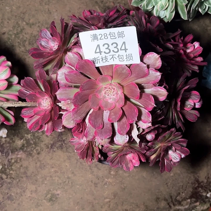 4334霁月多肉植物